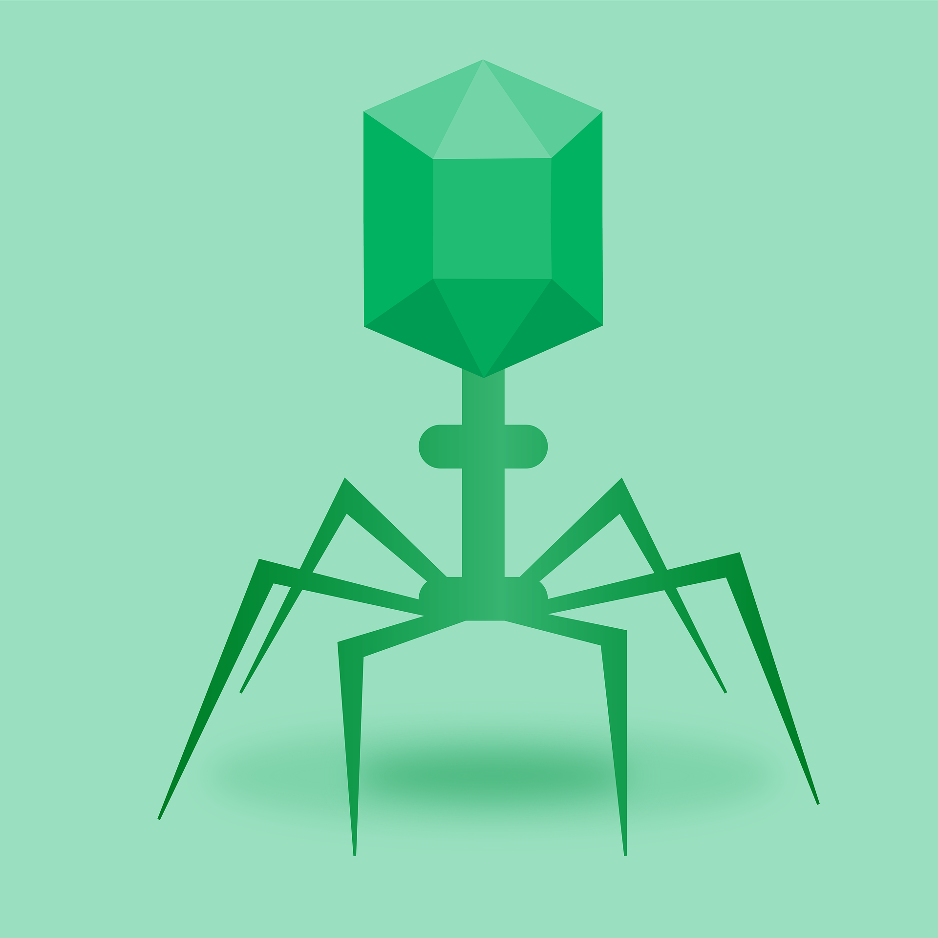 bacteriophage
          illustration